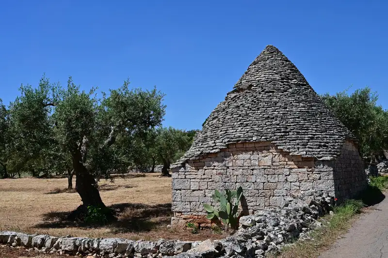 An iconic Trullo house in Alberobello, Apulia, surrounded by olive trees in bright summer light.